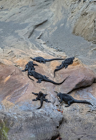 Galapagos Marine Iguanas on Rock Ledge 1665