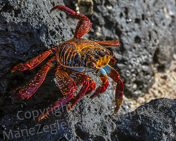 Galapagos Crab on Rock 2007