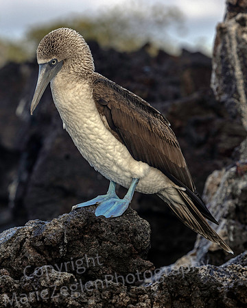 Galapagos Blue Footed Booby on Rock 3314
