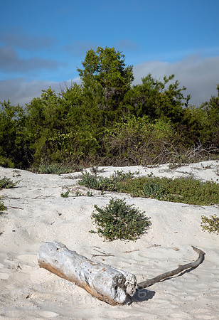 Galapagos Bachas Beach Log 2045