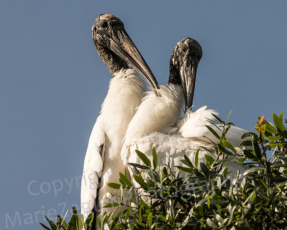 Wood Stork Pair Grooming