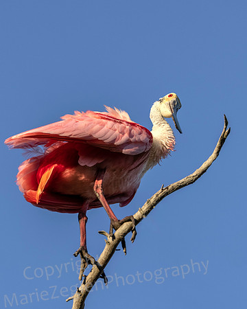 Roseate Spoonbill Curious Look