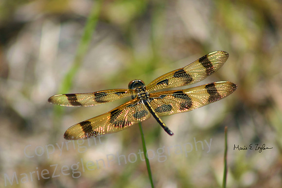 Dragonfly in Field