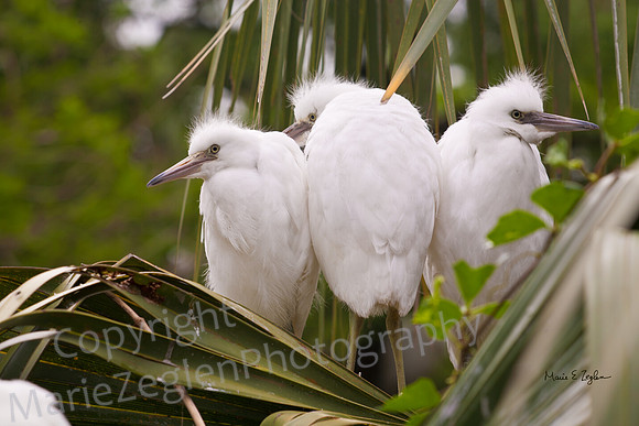 Great Egret Chicks on palm