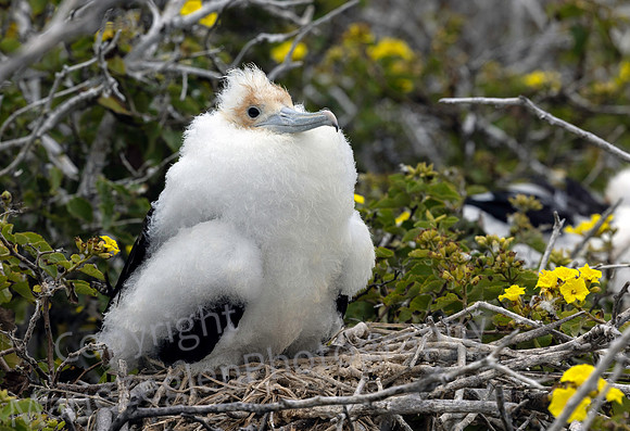 Galapagos Great Frigate Chick 3014