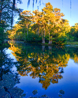 Manatee Springs Reflections
