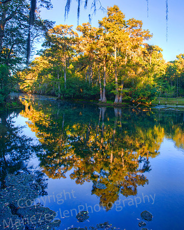 Manatee Springs Reflections