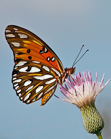 Fritillary Paynes Prairie
