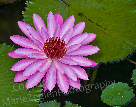 Pink Lotus in Bloom