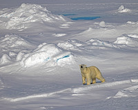 Polar Bear Prance