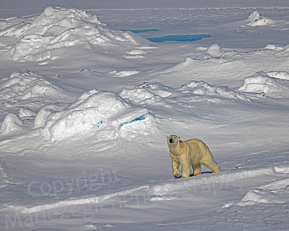 Polar Bear Prance