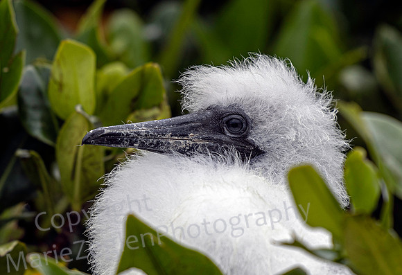 Galapagos Great Frigate Chick 2781