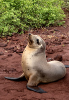 Galapagos Sea Lion Posing Closeup 0952