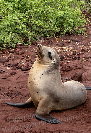 Galapagos Sea Lion Posing Closeup 0952