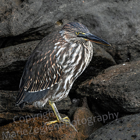 Galapagos Lava Heron Rocky Beach Closeup 4183