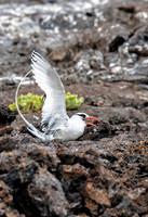 Galapagos Red Billed Tropic Bird 3142