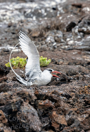 Galapagos Red Billed Tropic Bird 3142
