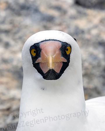 Galapagos Masked Nazca Booby 2864