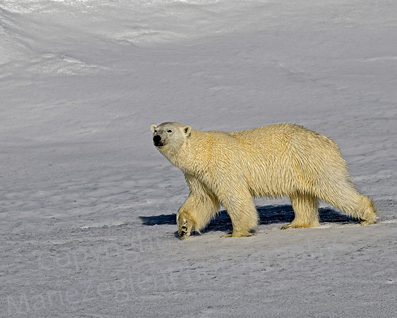 Polar Bear Walking Closeup