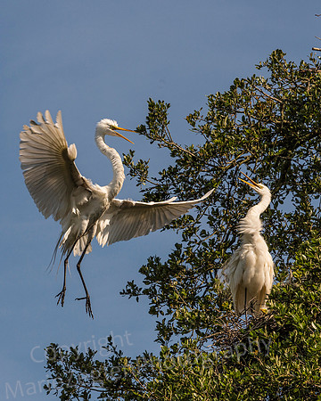 Great Egret Hello