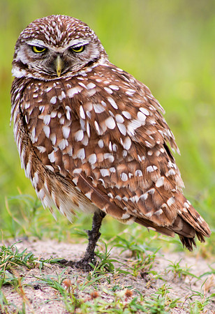 Burrowing Owl on Nest