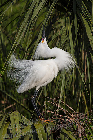 Snowy Egret Display