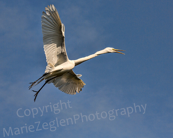 Great Egret in Flight