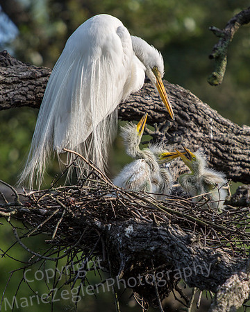 Great Egret Mom and Chicks