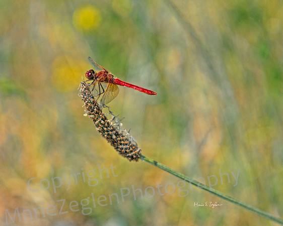 Red Skimmer