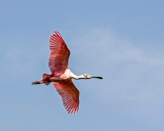 Roseate Spoonbill in Flight