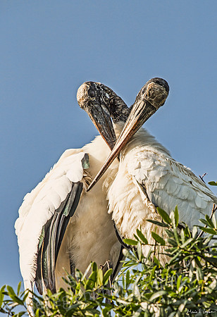 Wood Stork Pair