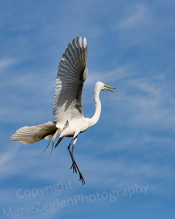 Great Egret Flight Turn