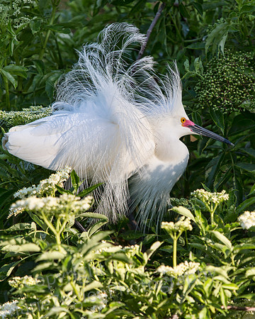 Snowy Egret Full Fluff Up