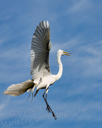 Great Egret Flight Turn Close