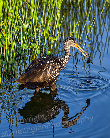 Limpkin Reflection