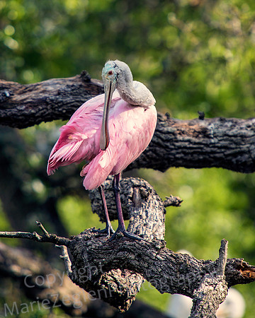 Roseate Spoonbill Preening
