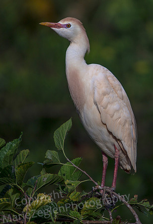 Cattle Egret Breeding Plumage