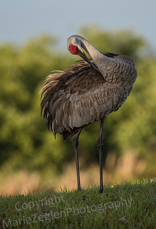 Sandhill Crane Preening