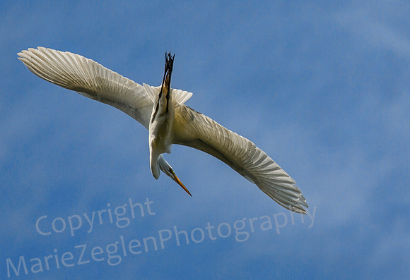Egret Contortions