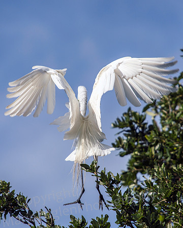 Great Egret Landing