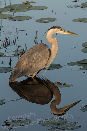 Great Blue Heron Reflection