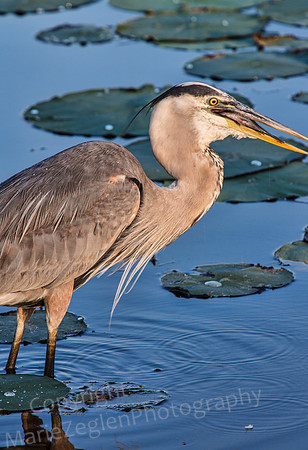 Great Blue Heron with Fish