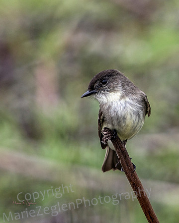 Eastern Phoebe on Perch