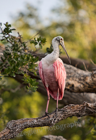 Roseate Spoonbill on Branch