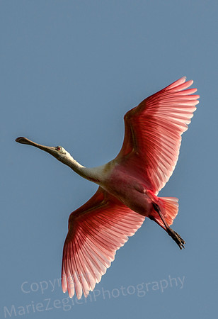 Roseate Spoonbill in Flight