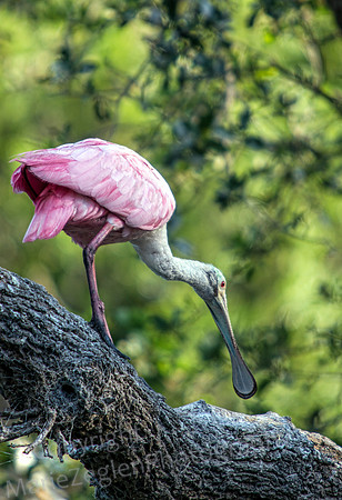Roseate Spoonbill Tree Descent