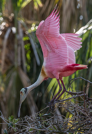 Roseate Spoonbill Stretch