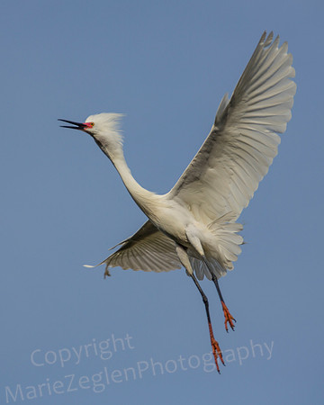 Snowy Egret Breeding Plumage