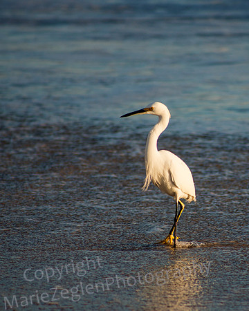 Snowy Egret in Surf