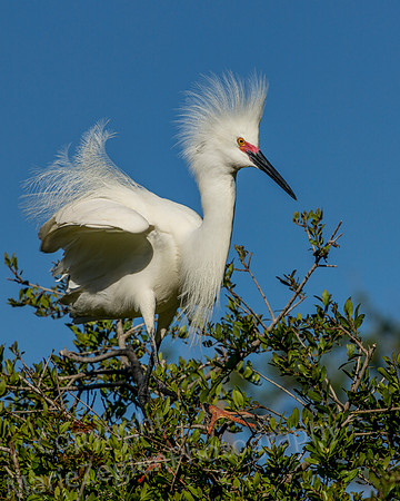 Snowy Egret on Branch